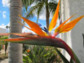 bird_of_paradise_thumb_1